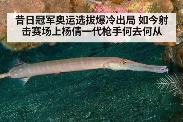 昔日冠军奥运选拔爆冷出局 如今射击赛场上杨倩一代枪手何去何从